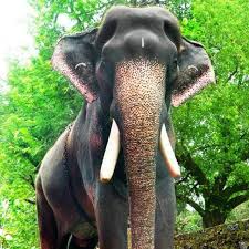 Mangalamkunnu karnan,most popular kerala elephants 2019,elephant fans: E4 Elephant Alternate Name Manissery Karnan Facebook
