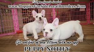 Preferable pups is always adding new fully screened and healthy french bulldog puppies for sale in georgia. Puppies For Sale Local Breeders White French Bulldog Puppies For Sale Georgia At Puppies For Sale Local Breeders