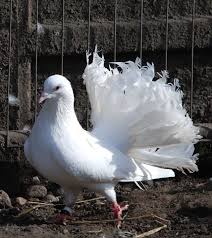 Birds With Human Arms Youtube Preloved Birds For Sale Uk And Ireland Birds For Sale Beautiful Birds Wild Birds