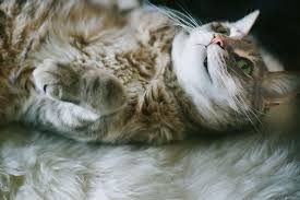 Mammary gland carcinoma, or breast cancer, affects 17 percent of female cats and is the third most common type of cancer in cats. Cat Nipples How Many Do Cats Have Do Males Have Them Too