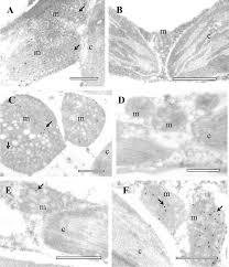 Image result for Cleome polyanthera