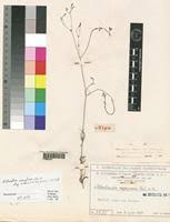 Image result for Kohautia caespitosa