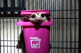 Sugar Glider Sugar Bear What Is A Sugar Glider