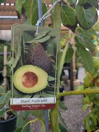 Maybe you would like to learn more about one of these? What S The Best Kind Of Avocado To Grow Greg Alder S Yard Posts Southern California Food Gardening