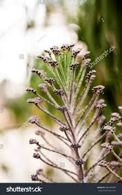 Image result for Bryophyllum tubiflorum