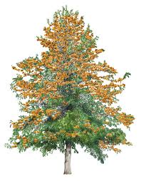 Image result for Grevillea robusta