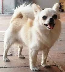 Disponible Para Cruza Criadero Espino En Guadalajara Jalisco Mexico 52 33 3331161226 Chihuahua Corgi Dogs
