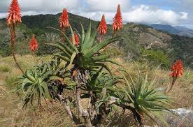 Image result for Aloe spicata