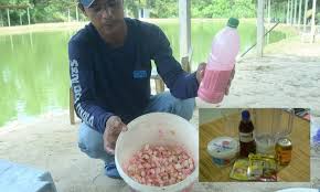 #idimpancing#umpanlele.berikut ini cara membuat umpan ikan lele dengan bahan tempe busuk telor ayam dan terasi.klarifikasi cairan yng putih adalah telor. Resepi Umpan Ikan Keli Kolam Resepimee Junotee Com