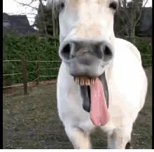 I can't get horse teeth, toothless horse, meme generator. Horse Teeth Gifs Tenor