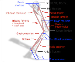 The gastrocnemius muscle has two large bellies, called the medial head and the lateral. Confluence Mobile