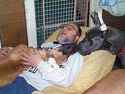 Maybe you would like to learn more about one of these? Great Dane Breeders Greatdanelady Com