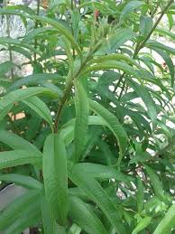 Image result for Aloysia