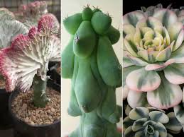 Scab is a disease caused by excess water. Crested Monstrose And Variegated Succulents World Of Succulents