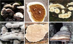 Image result for Phellinus rimosus