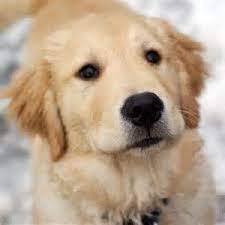 Golden Retriever Puppies For Sale Singapore The Conspriracy Retriever Puppy Golden Retriever Golden Retriever Baby