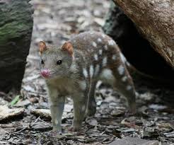 Animal News Rare Animals Quoll Australia Animals
