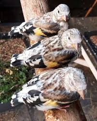 Le Chardonneret Toujours Le Meilleur الحسون المقنين القرديل سهره بلال كيوس Bilelki In 2020 Goldfinch Canary Animals