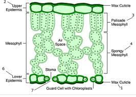 It contains the pigment chlorophyll that traps the light energy of the sun to convert them to the chemical energy of food by a process called photosynthesis. 1 The Diagram Shows The Arrangement Of Cells Inside The Leaf Of A Green Plant No Cell Contents Are Shown Which Cells Normally Contain Chloroplasts