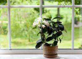We did not find results for: 15 Fragrant Indoor Plants