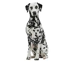Image result for dalmatian