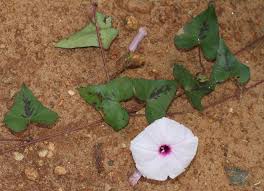 Image result for Ipomoea marginata