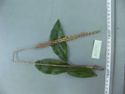 Image result for Hetaeria