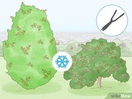 We did not find results for: How And When To Prune Laurel Bushes And Hedges