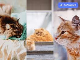 Download and use 8,000+ cat stock photos for free. 10 Cute Cat Wallpapers For Iphone Xr Iphone Xs Iphone Xs Max I Like Cats Very Much