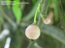 Image result for Cordia pilosissima