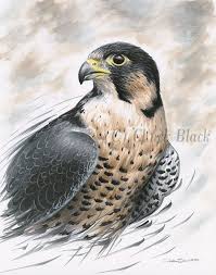 Original Art Peregrine Falcon Drawing Signed By Wildlife Artist Chuck Black Falcon Drawing Falcon Art Contemporary Wildlife Art