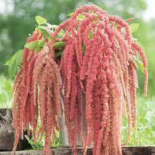 Image result for Amaranthus caudatus