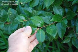 Image result for Oncoba