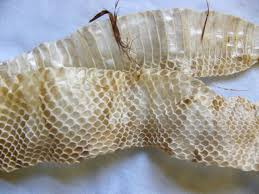 Snakes shed their old skin all in one piece. C O P P E R H E A D S N A K E S K I N Zonealarm Results