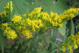 Solidago Goldenrod Portland Nursery