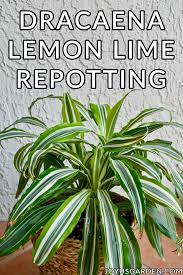 We did not find results for: How To Repot Dracaena Lemon Lime Joy Us Garden Dracaena Lemon Lime Repotting Dracaena Dracaena Plant