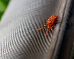 We did not find results for: What Are These Tiny Bugs On My Window Sill Home Ec 101