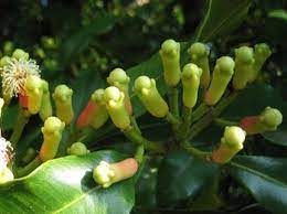 Malang state health polytechnic, malang, indonesia. Lavanga Clove Syzygium Aromaticum Practical Uses Benefits And Dosage