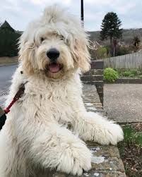 Explore 105 listings for goldendoodle puppies for sale at best prices. Unique Multi Generation Double Doodle Puppies In Cardigan Dogsandpuppies Co Uk