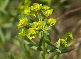 Custer county is located in the state of idaho. Noxious Weeds Bannock County