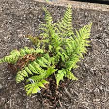 Image result for Limeum fenestratum