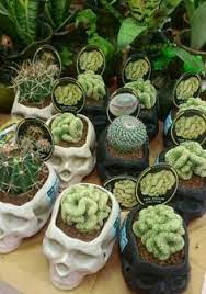 Plant cactus plants artificial succulent simulation green plant decoration potted cactus creative desk desktop fake plant artificial plant. Cactus Costume
