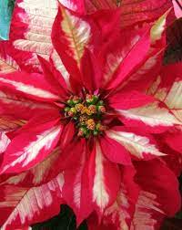 Winter Muse Christmas Flowers Beautiful Flowers Love Flowers