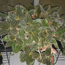 It is by far the most dependable and easy to grow orchid in my limited collection. Ludisia Discolor Aka Jewel Orchid Houseplants