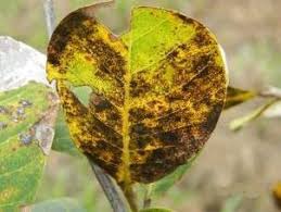 As condições favoráveis para a sua aparência são alta. Sistema De Producao Do Caju