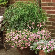 Pin By Jill Macaulay On Garden Containers Garden Containers Plants Garden