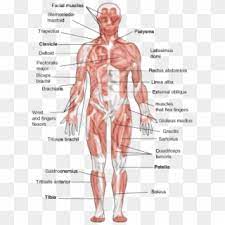 We did not find results for: Muscle Muscular System Anatomy Bodybuilding Anatomie Png Clipart 943342 Pikpng