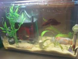 Breeding The Two Kinds Of Betta Fish Ratemyfishtank Com