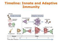 Ati Teas Immune System Flashcards Quizlet