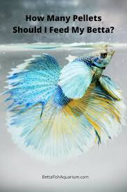How Many Pellets Should I Feed My Betta In 2020 Betta Betta Fish Betta Fish Care